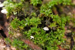 Syntrichia papillosa