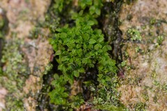 Syntrichia papillosa