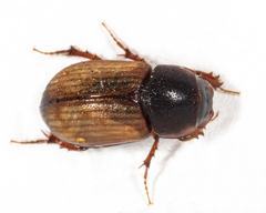 Aphodiini