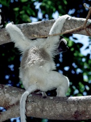 Propithecus verreauxi