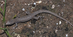 Psammodromus edwarsianus