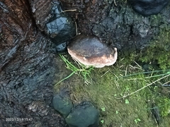 Daldinia concentrica