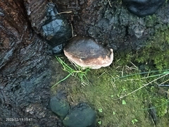 Daldinia concentrica