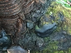 Daldinia concentrica