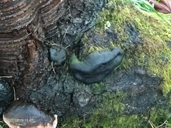 Daldinia concentrica