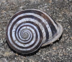 Iberus gualtieranus mariae