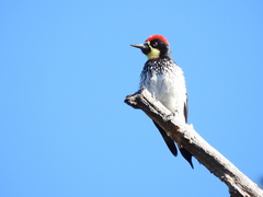 Melanerpes formicivorus angustifrons