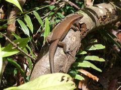 Eutropis
