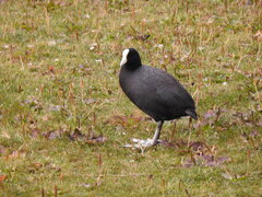 Fulica ardesiaca
