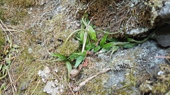 Asplenium ruprechtii