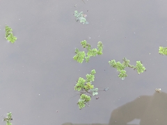 Azolla pinnata