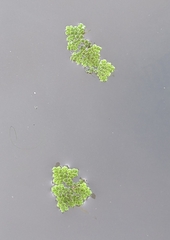 Azolla pinnata