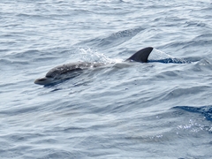 Stenella frontalis