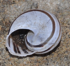 Iberus gualtieranus mariae