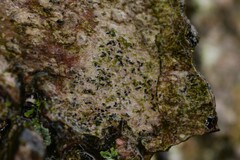 Opegrapha