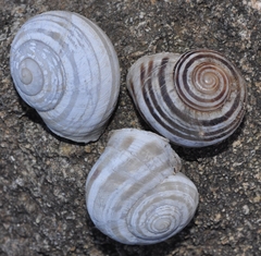 Iberus gualtieranus mariae