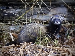 Mustela putorius