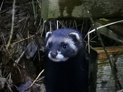 Mustela putorius