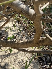 Sceloporus siniferus