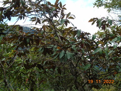 Freziera guatemalensis