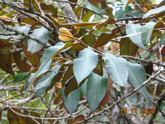 Freziera guatemalensis
