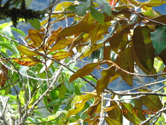 Freziera guatemalensis