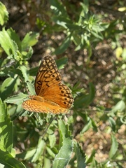 Euptoieta hegesia watsoni