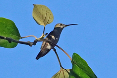 Heliomaster longirostris