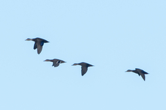 Anas rubripes × platyrhynchos