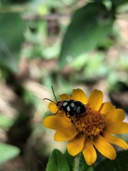 Omophoita