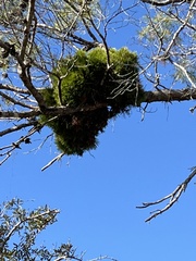 Phoradendron leucarpum