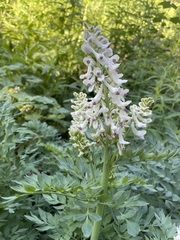 Corydalis caseana brachycarpa