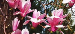 Magnolia liliiflora