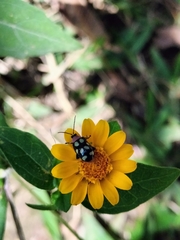 Omophoita