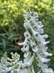Corydalis caseana brachycarpa