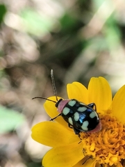 Omophoita
