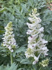Corydalis caseana brachycarpa