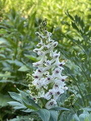 Corydalis caseana brachycarpa