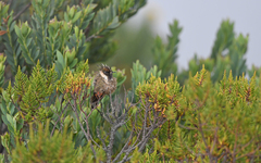 Oxypogon stuebelii