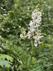 Corydalis caseana brachycarpa