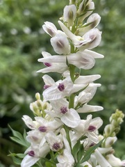 Corydalis caseana brachycarpa