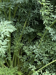 Corydalis caseana brachycarpa