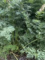 Corydalis caseana brachycarpa