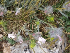 Convolvulus calvertii