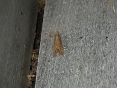 Crambidae