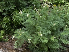 Corydalis caseana brachycarpa