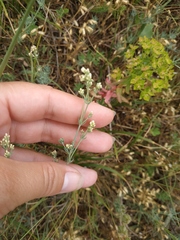 Galium xeroticum