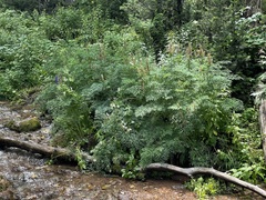 Corydalis caseana brachycarpa
