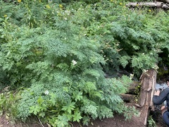 Corydalis caseana brachycarpa