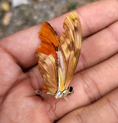 Dryas iulia moderata